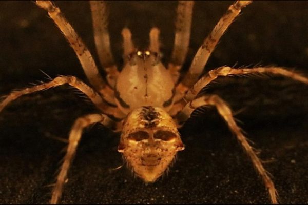 Pirat Za Naslovnico 940x526 1